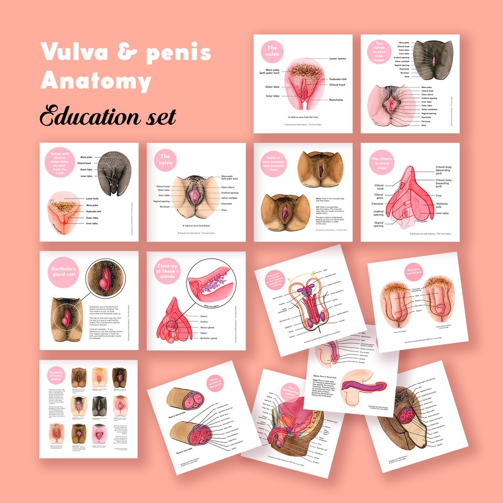 penis cu vulva